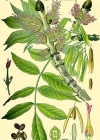 Einzelbild 1 Gemeine Esche - Fraxinus excelsior