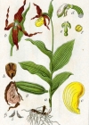 Einzelbild 2 Frauenschuh - Cypripedium calceolus
