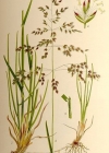 Einzelbild 3 Gewöhnliches Wiesen-Rispengras - Poa pratensis