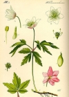 Einzelbild 2 Busch-Windröschen - Anemone nemorosa