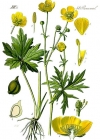 Einzelbild 1 Scharfer Hahnenfuss - Ranunculus acris