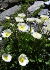 Einzelbild 2 Alpen-Hahnenfuss - Ranunculus alpestris