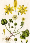 Einzelbild 2 Scharbockskraut - Ranunculus ficaria
