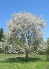 Einzelbild 1 Süsskirsche - Prunus avium