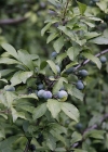 Einzelbild 2 Schwarzdorn - Prunus spinosa