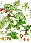 Einzelbild 2 Himbeere - Rubus idaeus