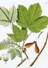 Einzelbild 1 Berg-Ahorn - Acer pseudoplatanus