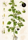 Einzelbild 2 Schwarzer Nachtschatten - Solanum nigrum