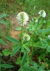 Einzelbild 1 Berg-Klee - Trifolium montanum