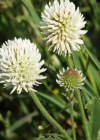 Einzelbild 3 Berg-Klee - Trifolium montanum