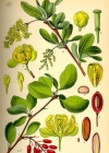 Einzelbild 2 Gemeine Berberitze - Berberis vulgaris