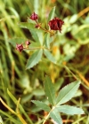Einzelbild 2 Blutauge - Potentilla palustris