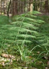 Einzelbild 2 Wald-Schachtelhalm - Equisetum sylvaticum