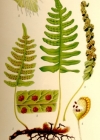 Einzelbild 2 Gemeiner Tüpfelfarn - Polypodium vulgare