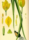 Einzelbild 2 Weinberg-Tulpe - Tulipa sylvestris
