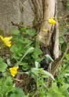 Einzelbild 3 Weinberg-Tulpe - Tulipa sylvestris