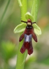 Einzelbild 1 Fliegen-Ragwurz - Ophrys insectifera