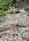 Einzelbild 3 Schotenkresse - Arabidopsis thaliana