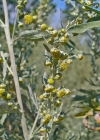 Einzelbild 1 Echter Wermut - Artemisia absinthium