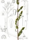 Einzelbild 2 Feld-Beifuss - Artemisia campestris