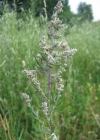 Einzelbild 4 Gemeiner Beifuss - Artemisia vulgaris