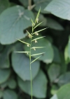 Einzelbild 1 Fieder-Zwenke - Brachypodium pinnatum aggr.