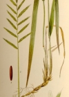 Einzelbild 2 Fieder-Zwenke - Brachypodium pinnatum aggr.