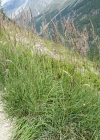 Einzelbild 2 Berg-Reitgras - Calamagrostis varia