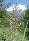 Einzelbild 1 Berg-Reitgras - Calamagrostis varia