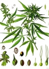 Einzelbild 2 Hanf - Cannabis sativa