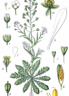 Einzelbild 1 Gemeines Hirtentäschel - Capsella bursa-pastoris