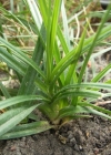 Einzelbild 2 Behaarte Segge - Carex hirta