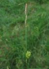 Einzelbild 3 Behaarte Segge - Carex hirta