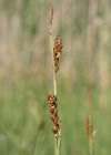 Einzelbild 2 Hirsen-Segge - Carex panicea