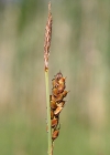 Einzelbild 3 Hirsen-Segge - Carex panicea