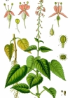 Einzelbild 4 Grosses Hexenkraut - Circaea lutetiana