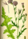 Einzelbild 3 Acker-Kratzdistel - Cirsium arvense