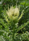 Einzelbild 2 Alpen-Kratzdistel - Cirsium spinosissimum