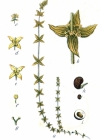 Einzelbild 3 Behaartes Kreuzlabkraut - Cruciata laevipes