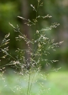 Einzelbild 1 Rasen-Schmiele - Deschampsia cespitosa