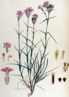 Einzelbild 2 Kartäuser-Nelke - Dianthus carthusianorum