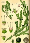Einzelbild 2 Zwittrige Krähenbeere - Empetrum nigrum subsp. hermaphroditum