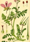 Einzelbild 2 Gemeiner Reiherschnabel - Erodium cicutarium