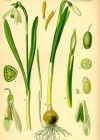 Einzelbild 2 Schneeglöckchen - Galanthus nivalis