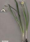 Einzelbild 3 Schneeglöckchen - Galanthus nivalis