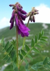 Einzelbild 2 Alpen-Süssklee - Hedysarum hedysaroides