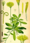Einzelbild 2 Langhaariges Habichtskraut - Hieracium pilosella