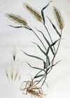 Einzelbild 2 Mäuse-Gerste - Hordeum murinum