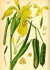 Einzelbild 2 Gelbe Schwertlilie - Iris pseudacorus