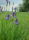 Einzelbild 2 Sibirische Schwertlilie - Iris sibirica